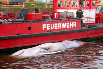 Ein Feuerwehrmann betrachtet am Dienstag (14.10.03) den an der Bordwand eines Feuerwehrschiffes befestigten Kadaver eines 12 Meter langen Wales, der in den fruehen Morgenstunden von Hafenarbeitern im Hafenbecken des Hamburger Hafens entdeckt wurde. Das Tier habe Verletzungen, die durch Schiffsschrauben entstanden seien, sagte ein Sprecher der Hamburger Feuerwehr. Der Kadaver ist bereits teilweise verwest. Wie der Wal in den Hafen gelangen konnte und um welche Walart es sich handelt, ist unklar. Foto: Sven Karsten/ddp