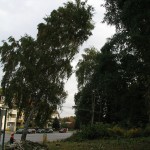 Baum fällt!!!